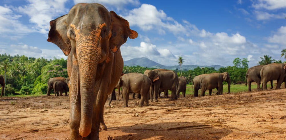 Ultimate Sri Lanka